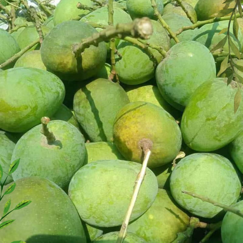 ফজলি আম
