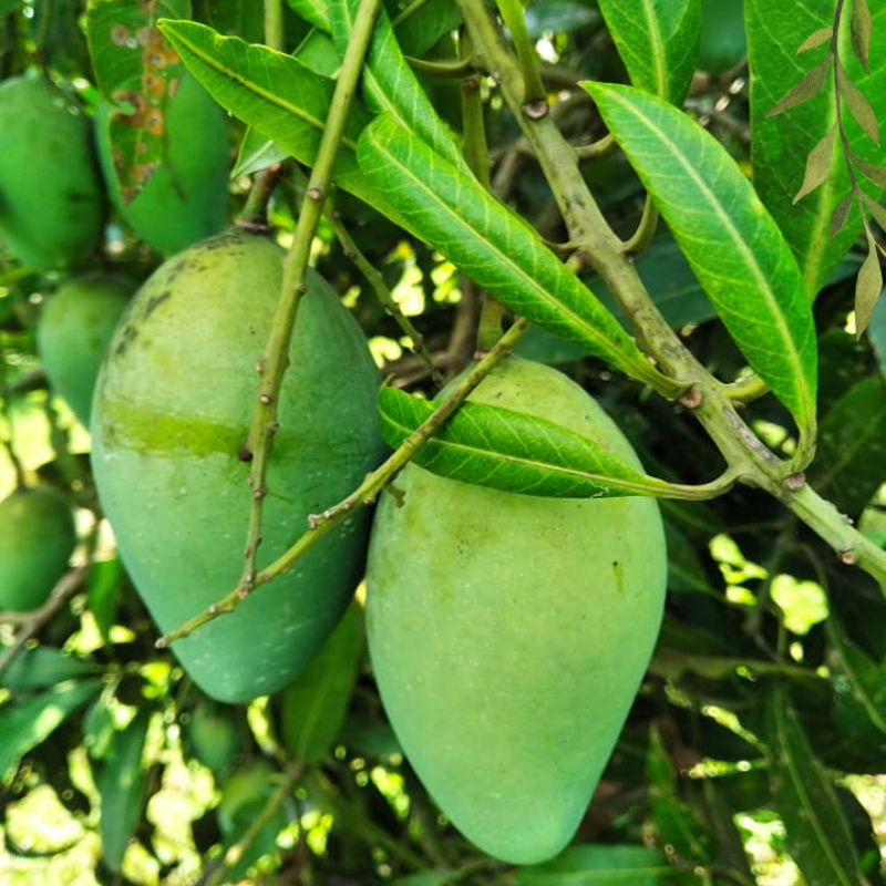 আম্রপালি আম